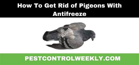 If you’re looking for an effective way to kill <strong>pigeons</strong>, <strong>antifreeze</strong> is a good option. . Antifreeze soaked bread pigeon